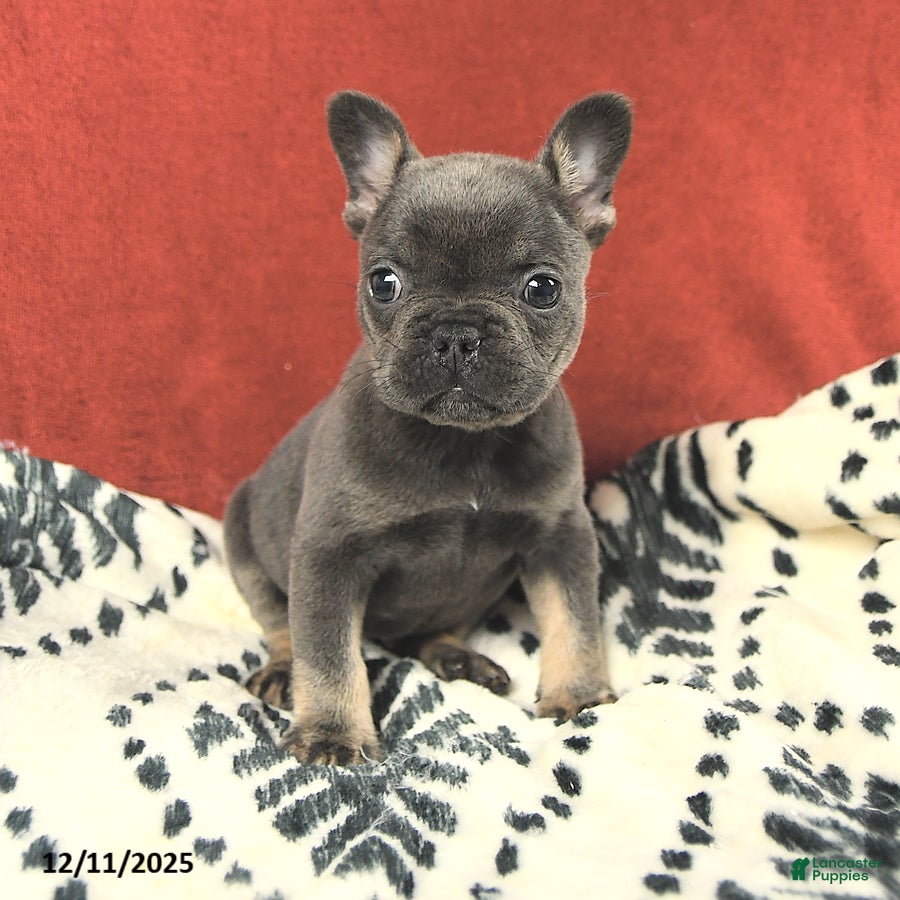 French Bulldog dogs Molly - Ad 14