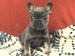 French Bulldog dogs Molly - Ad 17