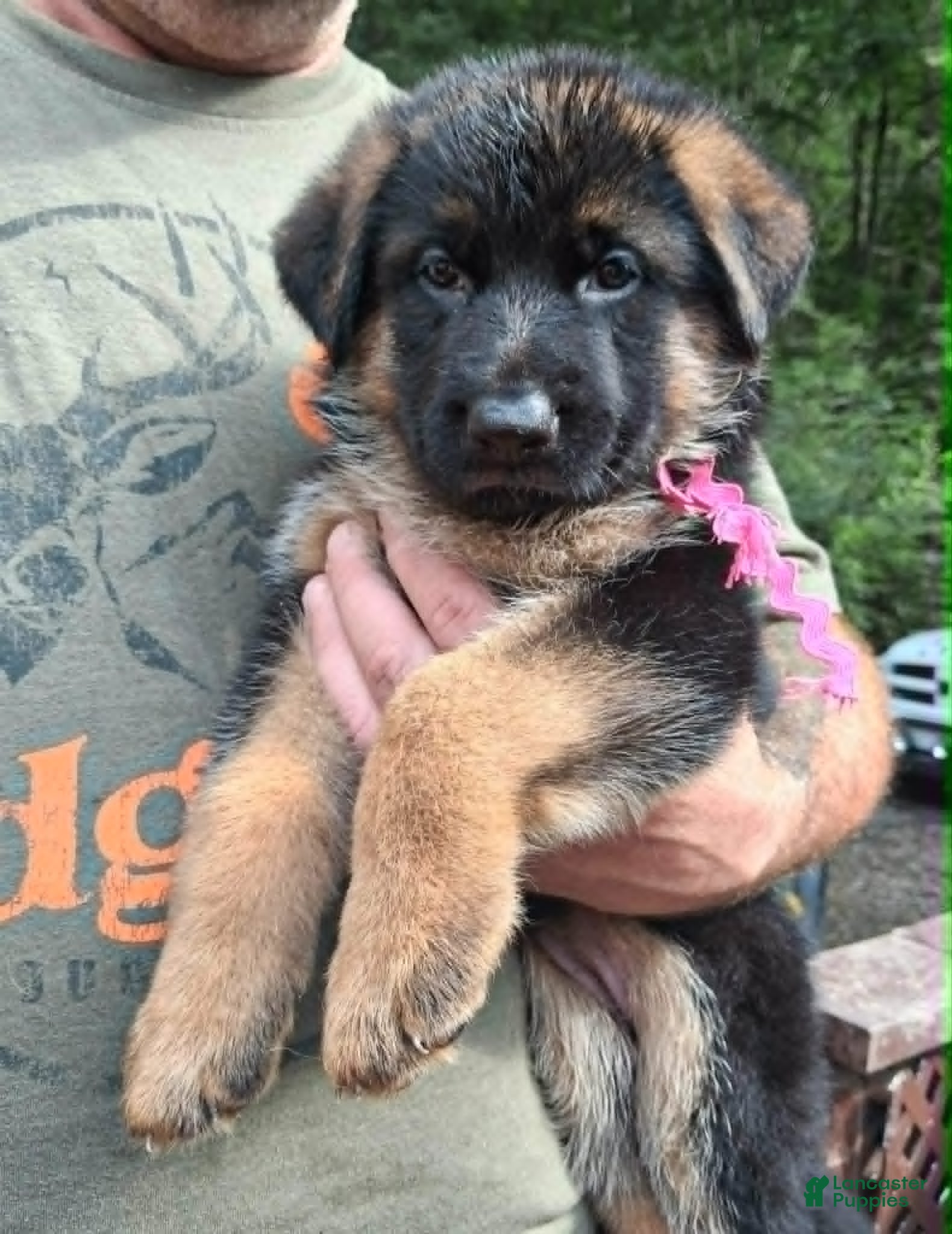 German Shepherd dogs for sale: Female Pink Ribbon - Ad 4