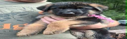 German Shepherd dogs for sale: Female Pink Ribbon - Ad 1