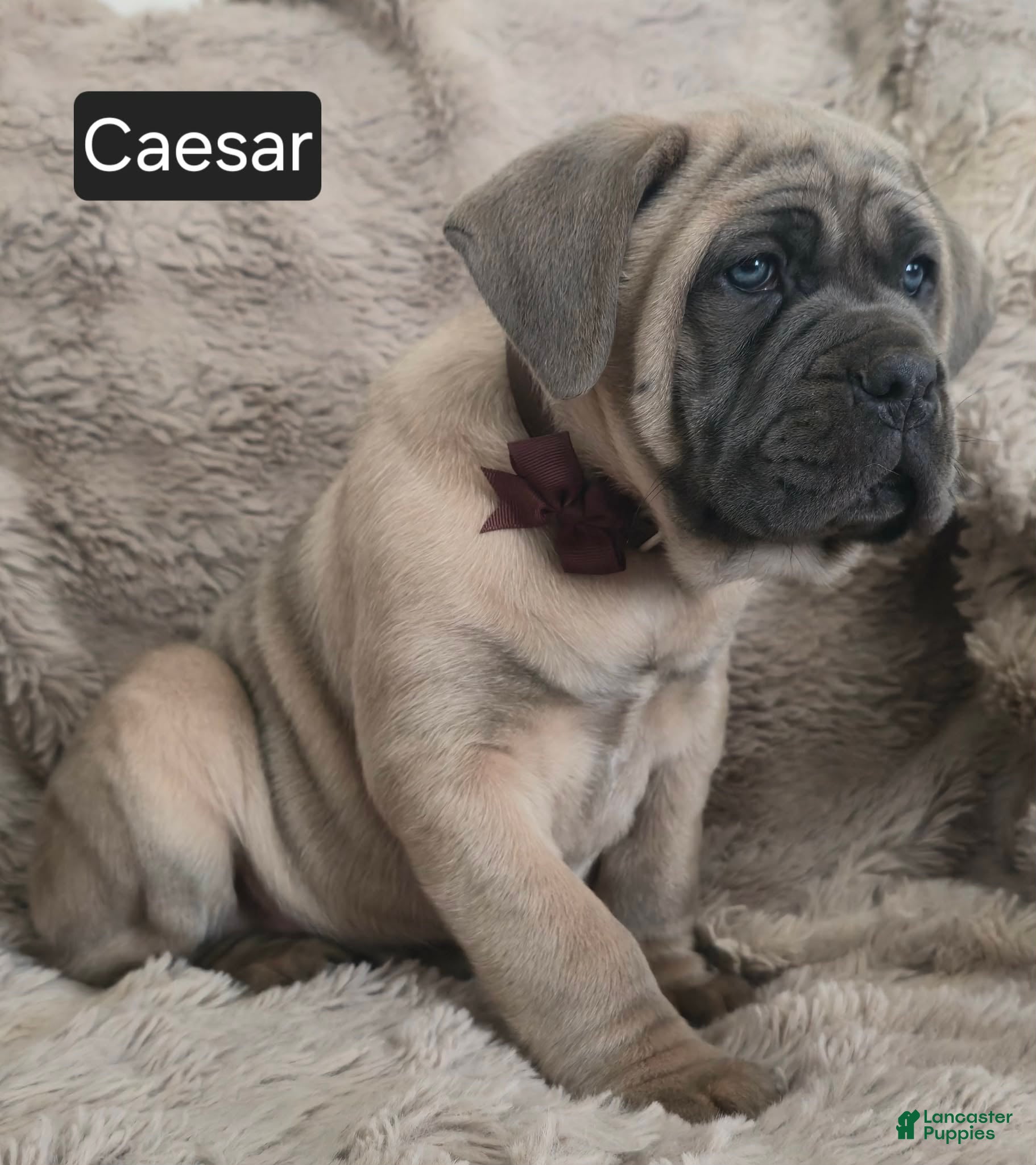 Cane Corso dogs Caesar - Ad 4