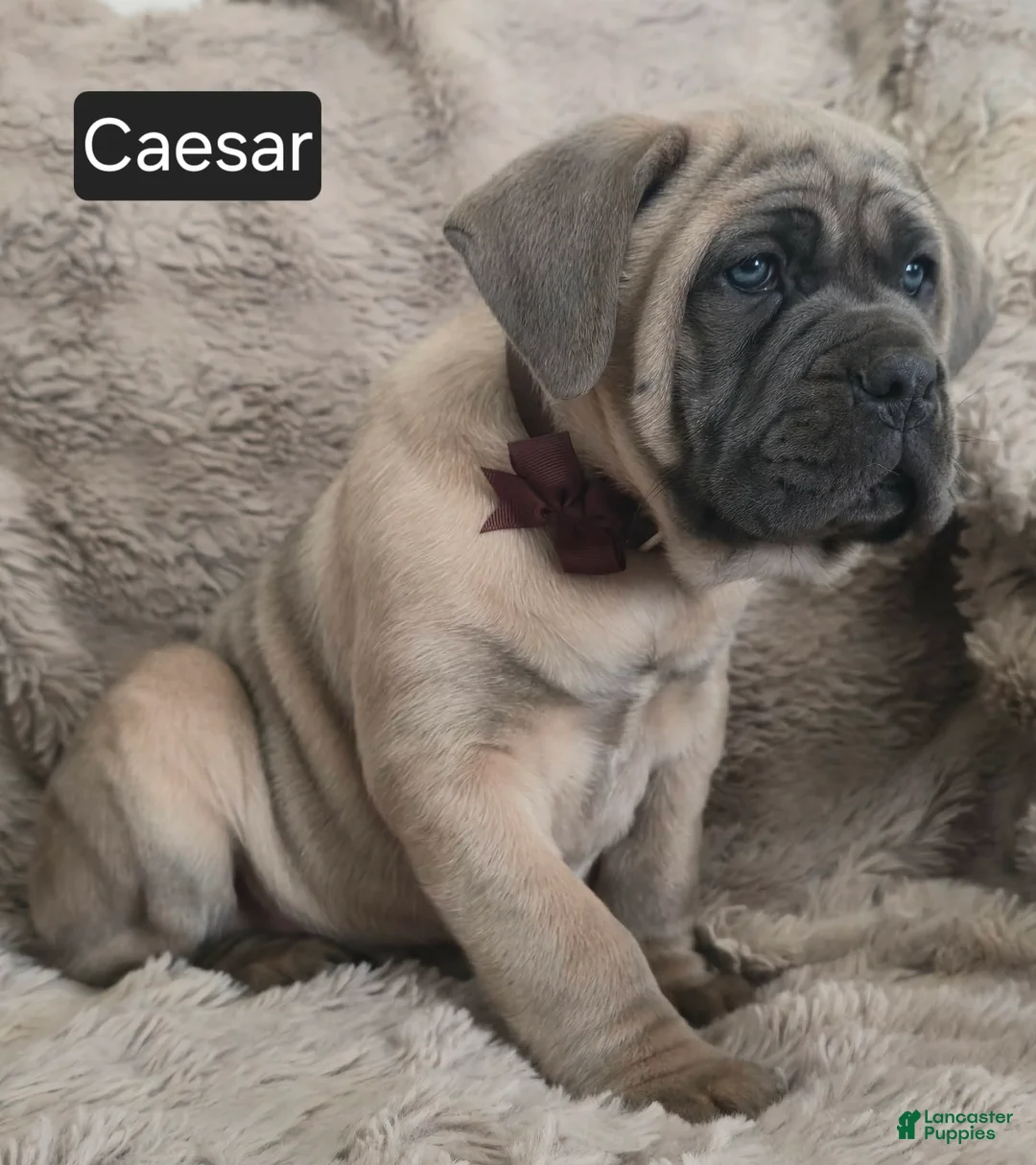 Cane Corso dogs for sale: Caesar - Ad 1