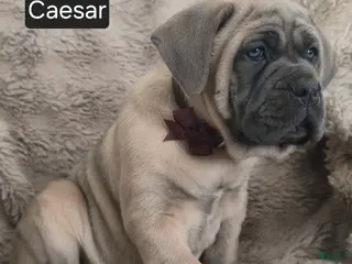 Cane Corso dogs Caesar - Ad 4