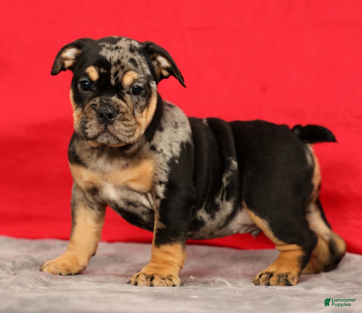Beabull dogs Cody - Ad 1
