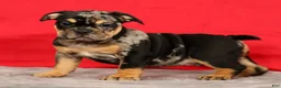 Beabull dogs for sale: Cody - Ad 1