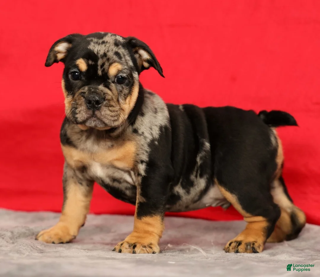 Beabull dogs for sale: Cody - Ad 1