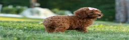 Miniature Poodle dogs for sale:  Dixie 🎀🐶 - Ad 13