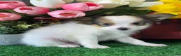 Papillon dogs for sale: Roger🐘 - Ad 4