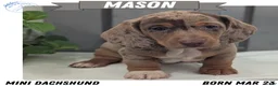 Miniature Dachshund dogs for sale: Mason - Ad 1