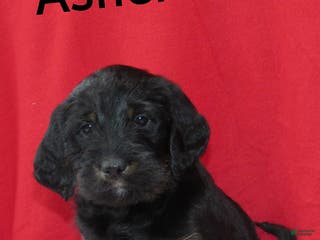 Labradoodle dogs Asher - Ad 2