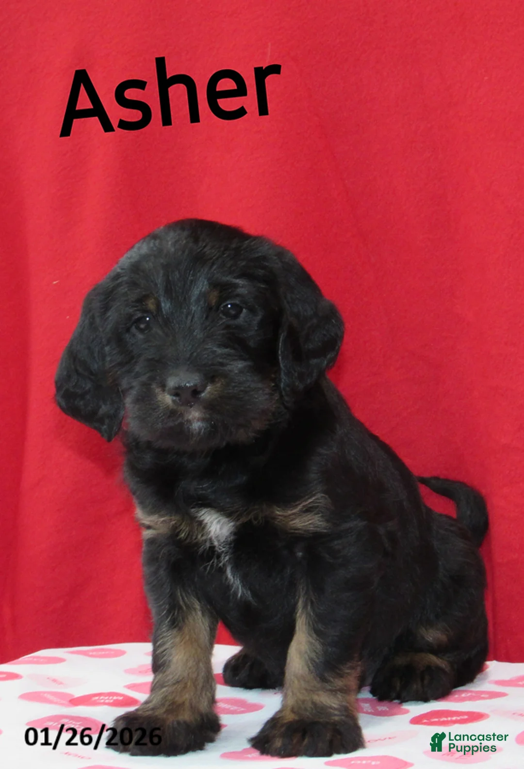 Labradoodle dogs for sale: Asher - Ad 8