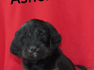 Labradoodle dogs Asher - Ad 5