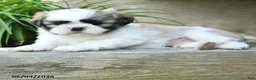 Shih Tzu dogs for sale: Hansel - Ad 3