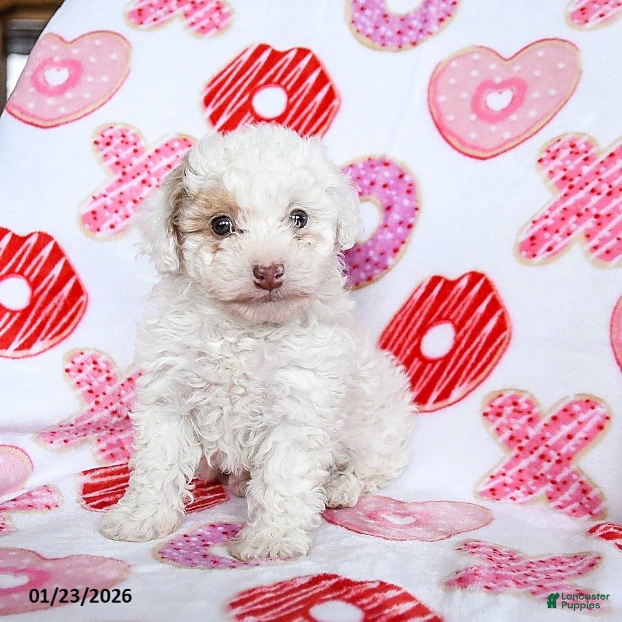 Toy Poodle dogs Snickers - Ad 18
