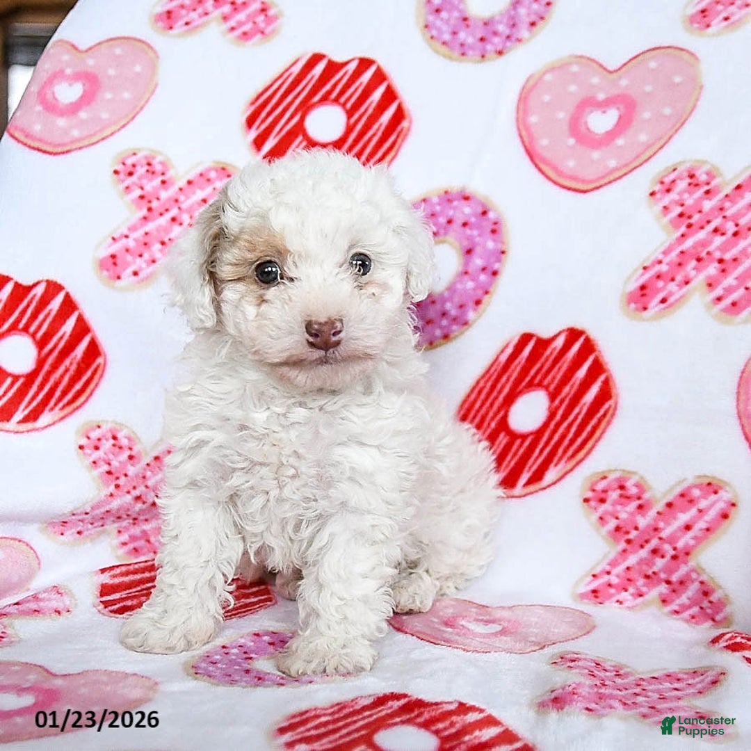 Toy Poodle dogs for sale: Snickers - Ad 1