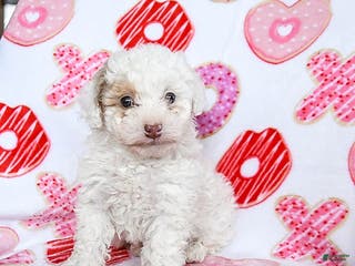 Toy Poodle dogs Snickers - Ad 18