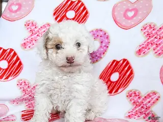 Toy Poodle dogs Snickers - Ad 33