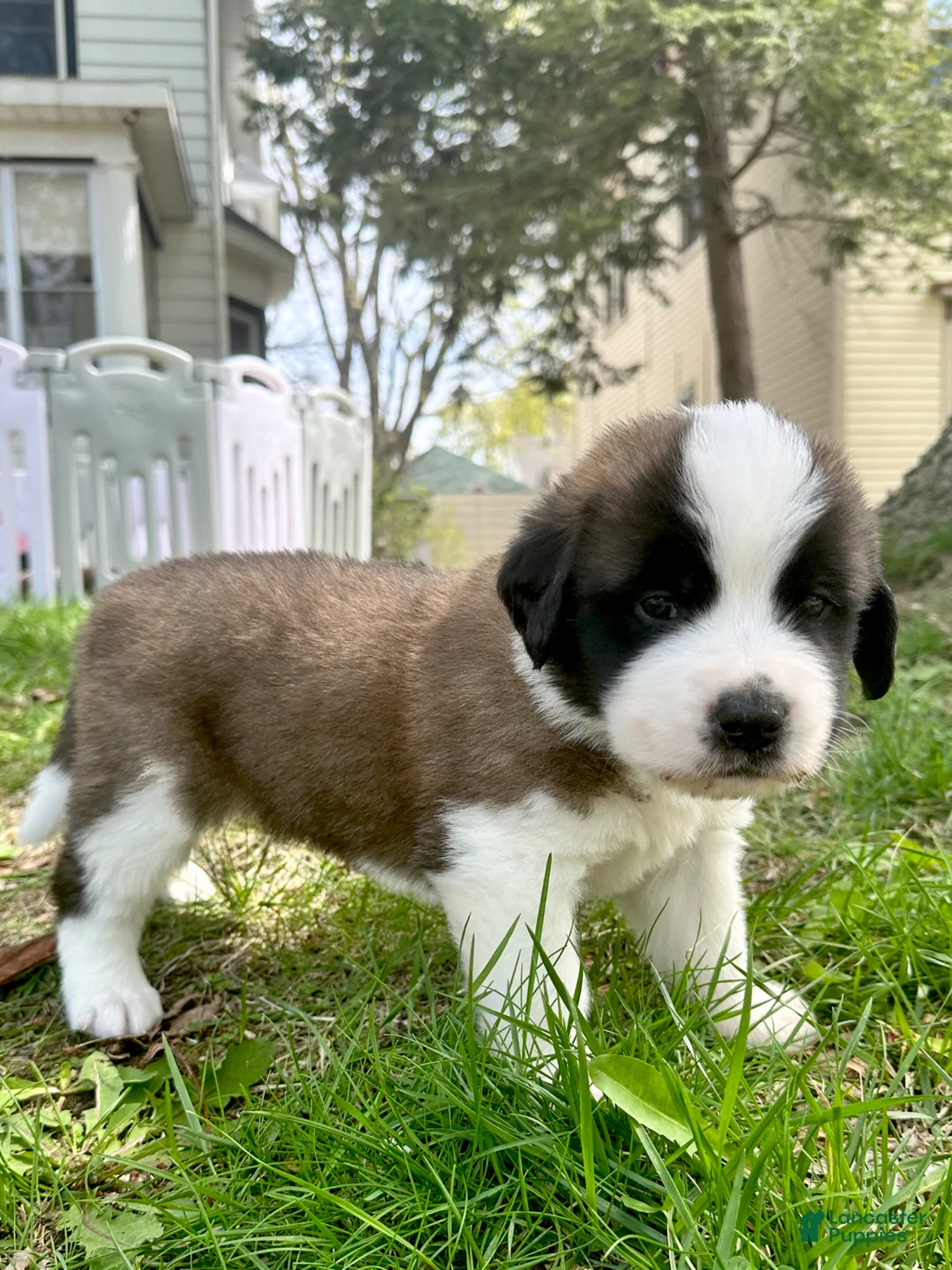 Saint Bernard dogs for sale: Cade - Ad 2