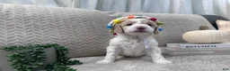 Goldendoodle dogs for sale: Jade 🩵 - Ad 23