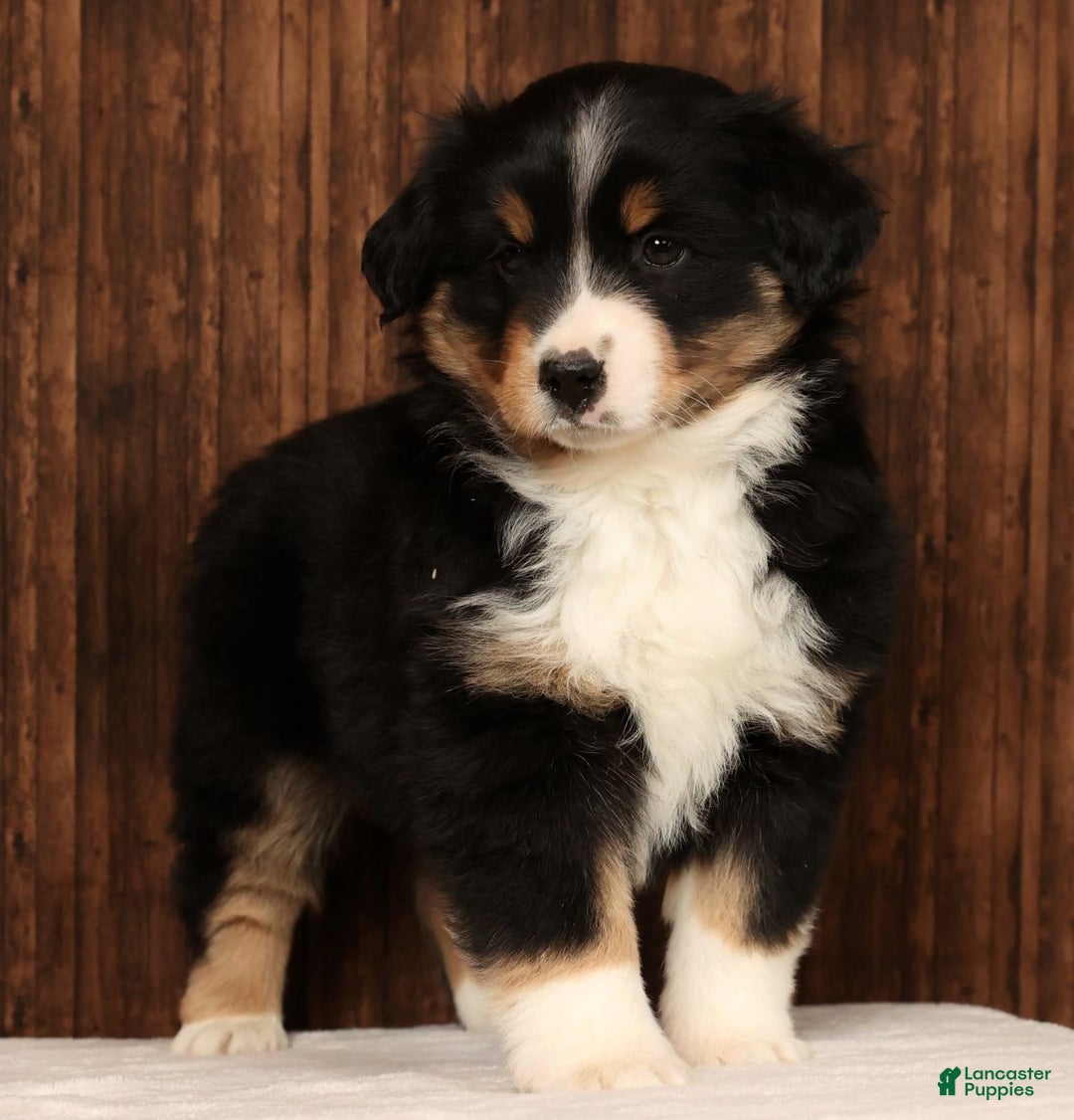 Miniature Australian Shepherd dogs for sale: Stella - Ad 4
