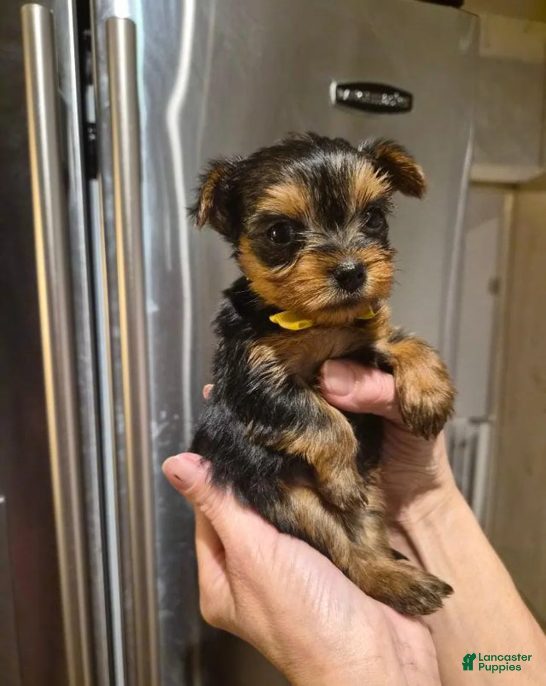Yorkshire Terrier dogs for sale:  Carrel - Ad 11