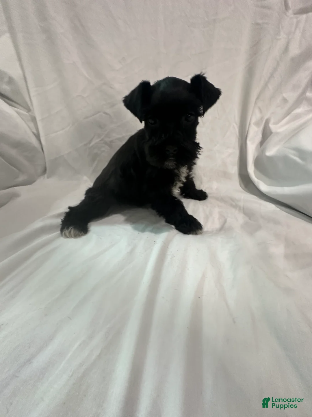Miniature Schnauzer dogs for sale: Missy - Ad 6