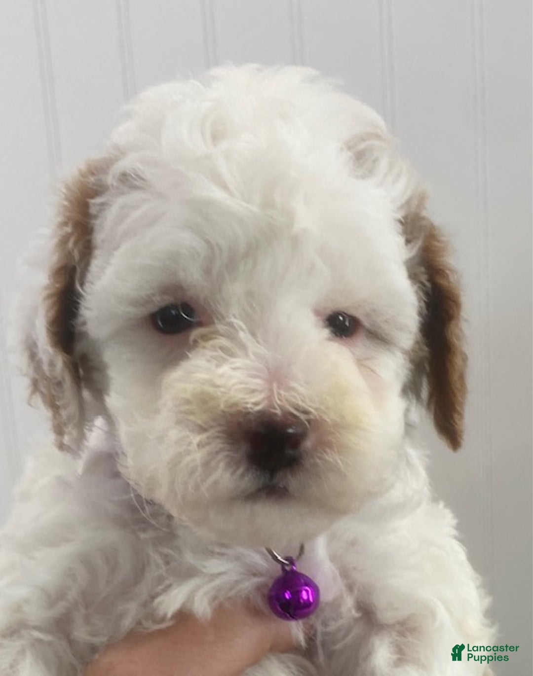 Toy Poodle dogs for sale: Bella - Ad 6