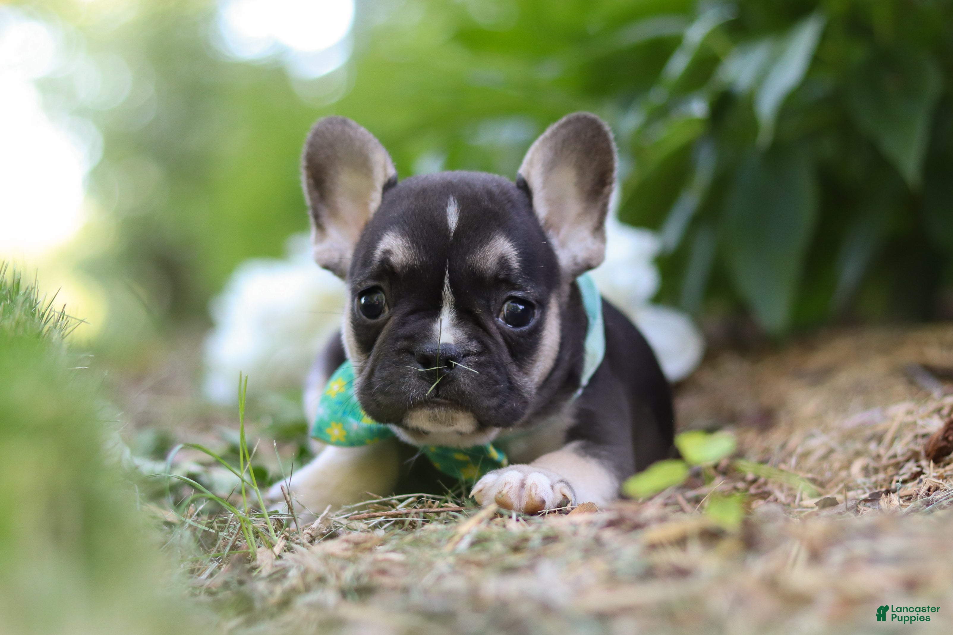 French Bulldog dogs for sale: Percy - Ad 2