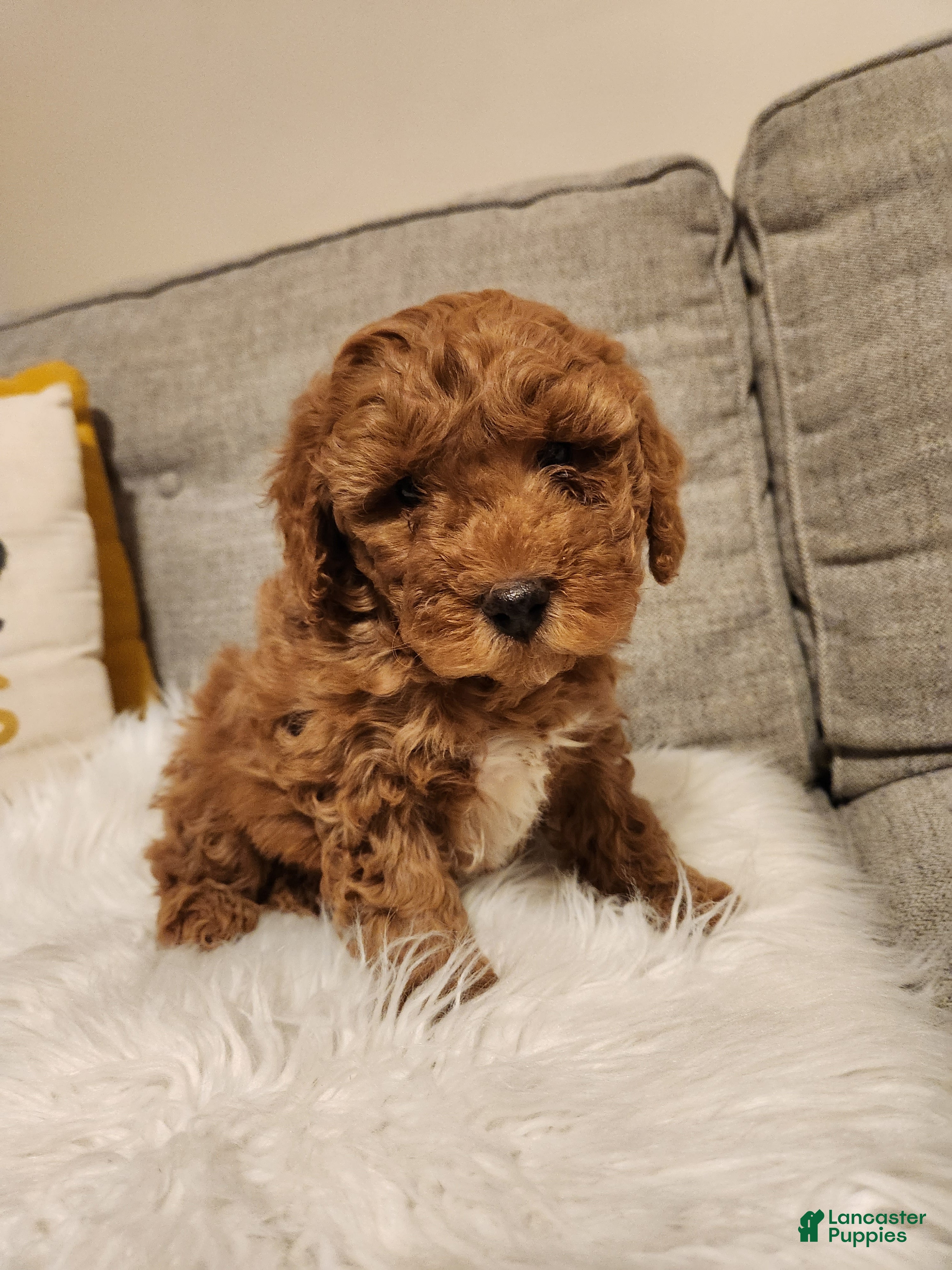 Mini Bernedoodle dogs CARAMEL - MINI BERNEDOODLE LOVELY PUPPY (RICHLAND, PA) - F1BB - Ad 2