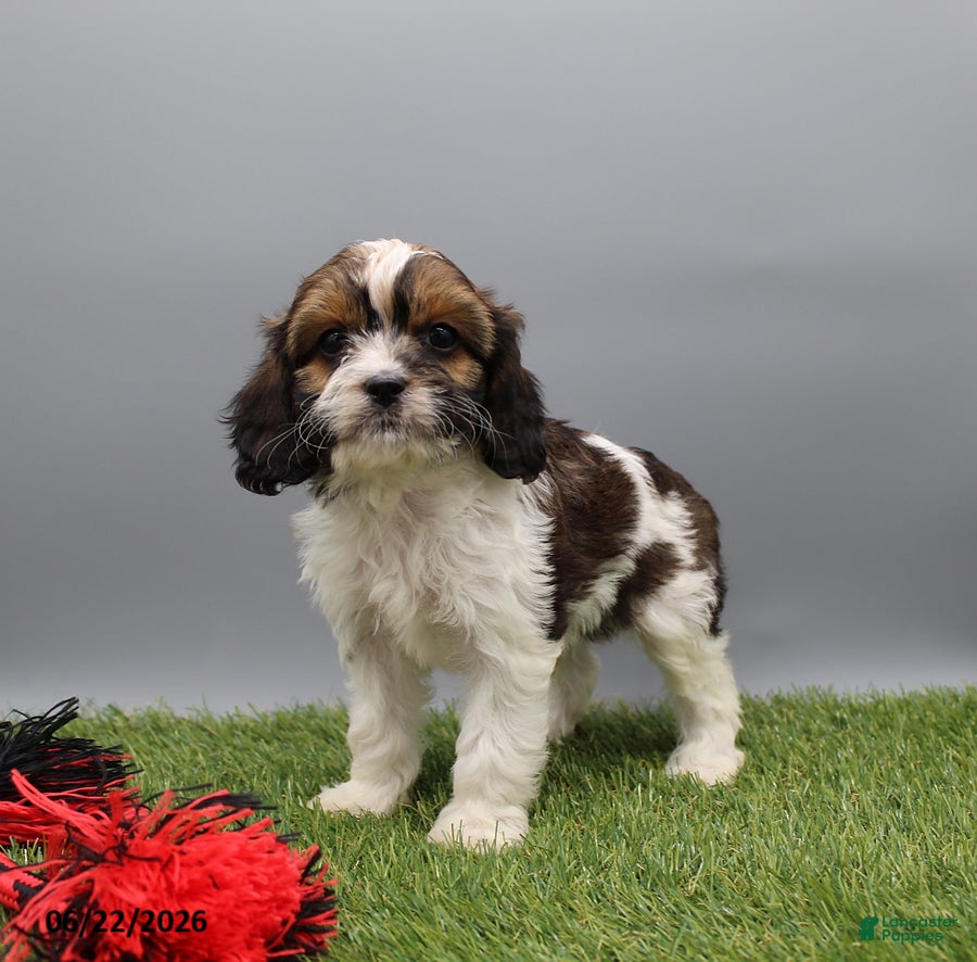 Cockapoo dogs Thunder - Ad 2