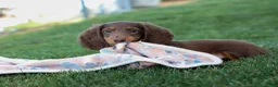 Miniature Dachshund dogs for sale: MARLEY - Ad 7