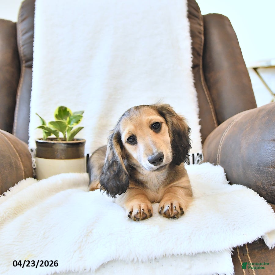 Miniature Dachshund dogs Brantley - Ad 1