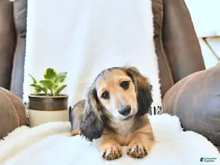 Miniature Dachshund dogs for sale: Brantley - Ad 2
