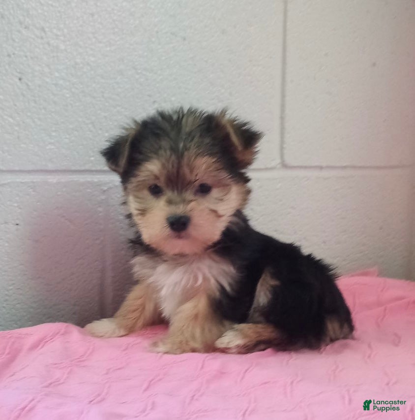 Morkie dogs Zoey - Ad 2