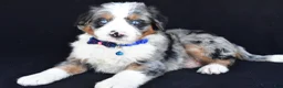 Mini Bernedoodle dogs for sale: Lamar - Ad 5