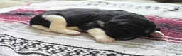 Newfoundland dogs for sale: Hudson - Ad 3