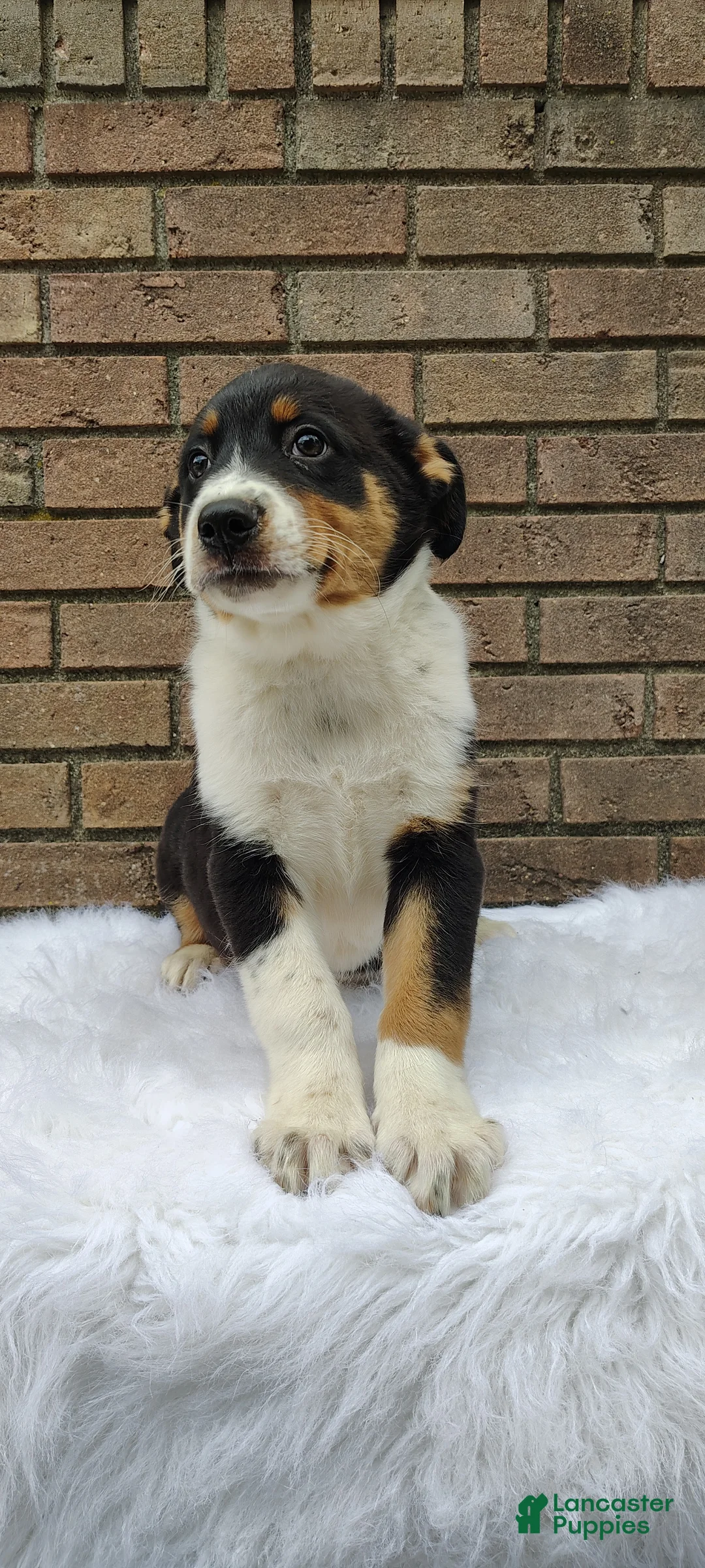 Mixed Breed dogs for sale: Andy - Ad 7