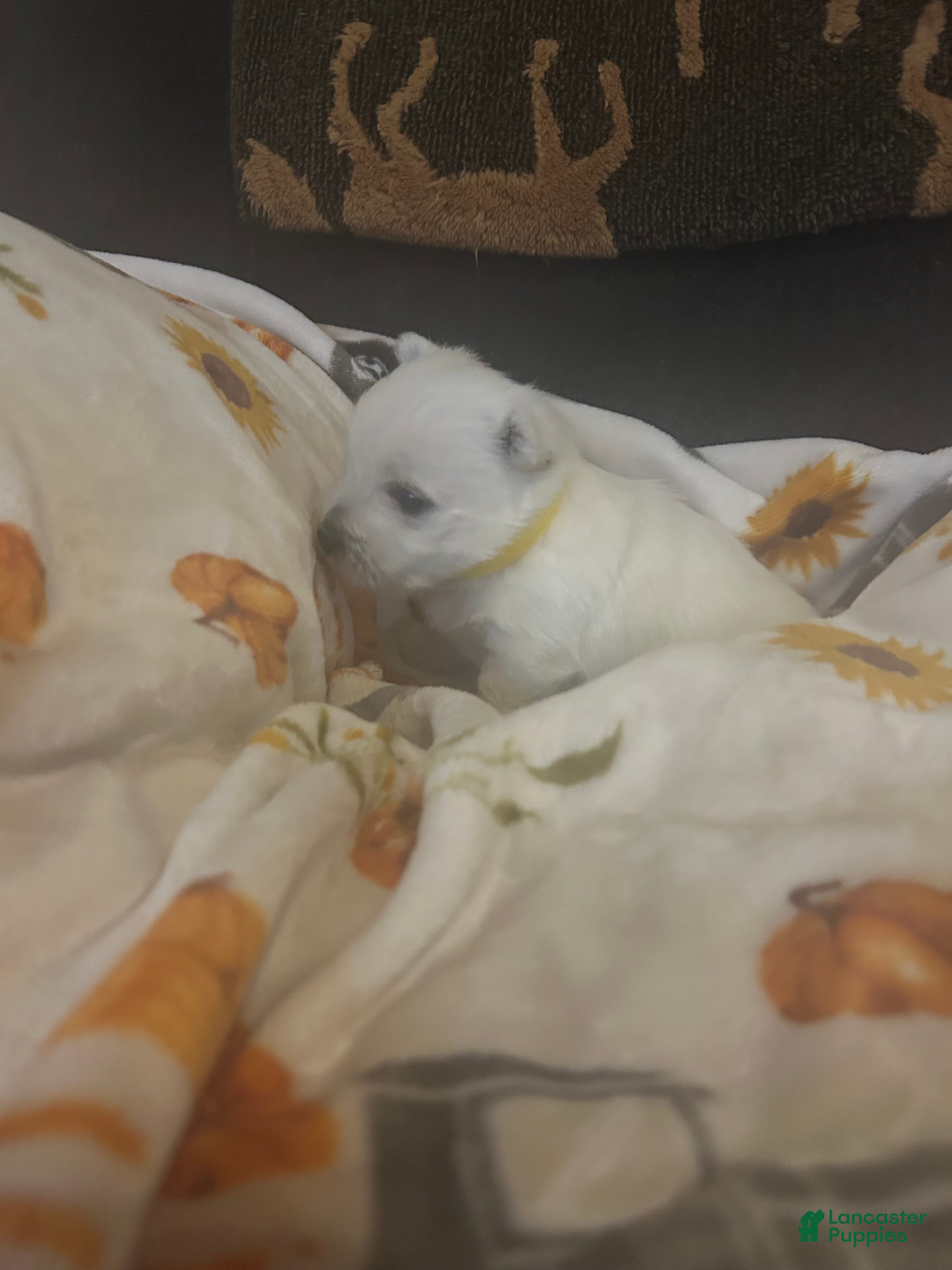 West Highland Terrier dogs for sale: West Highland Terrier 1 - Ad 1