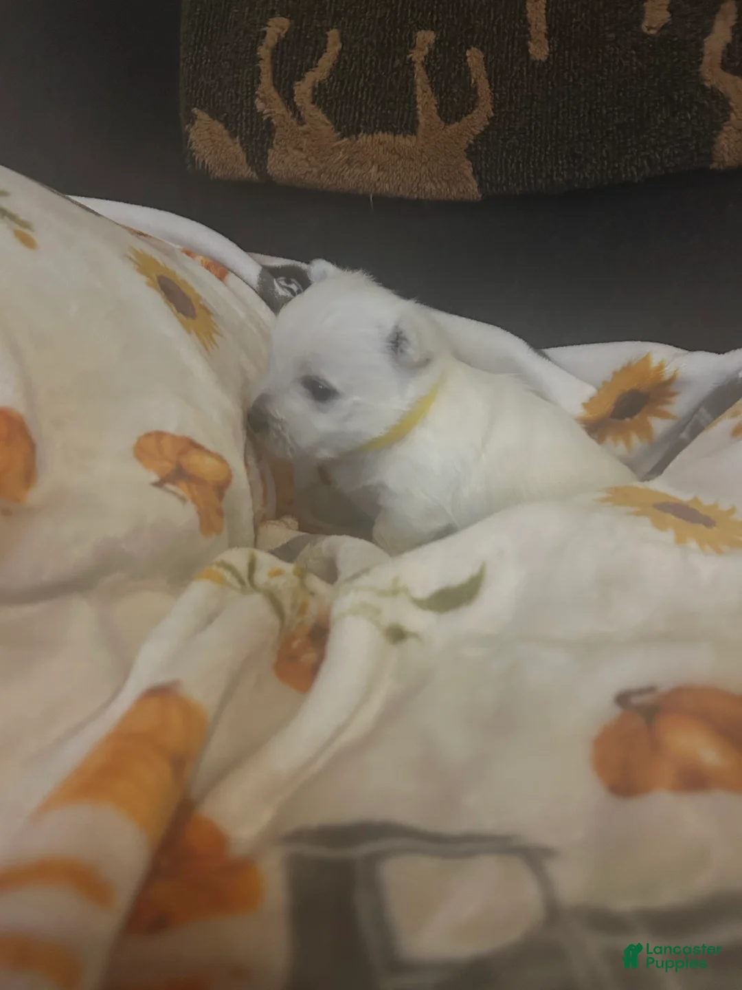 West Highland Terrier dogs for sale: West Highland Terrier 1 - Ad 1