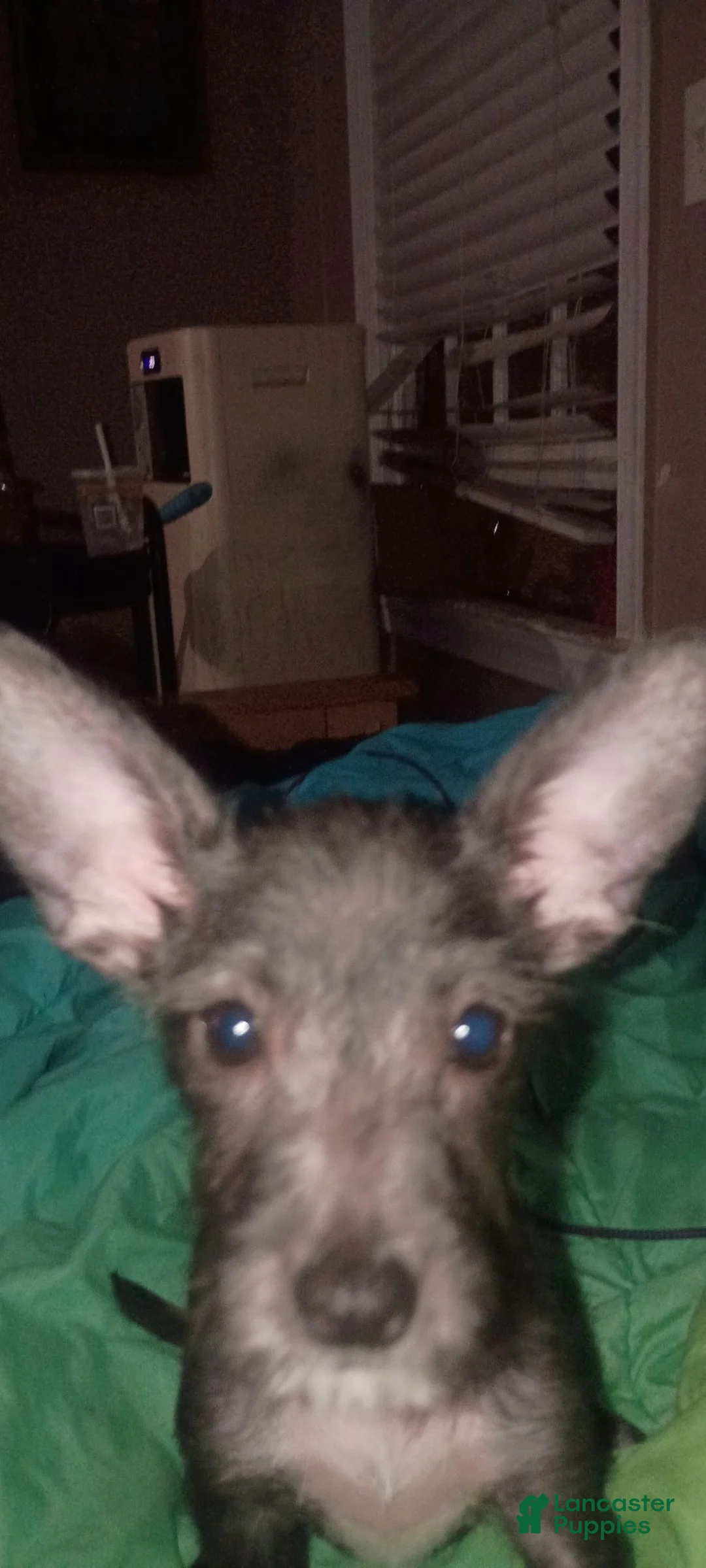 Chiweenie dogs for sale: Chiweenie 4 - Ad 2