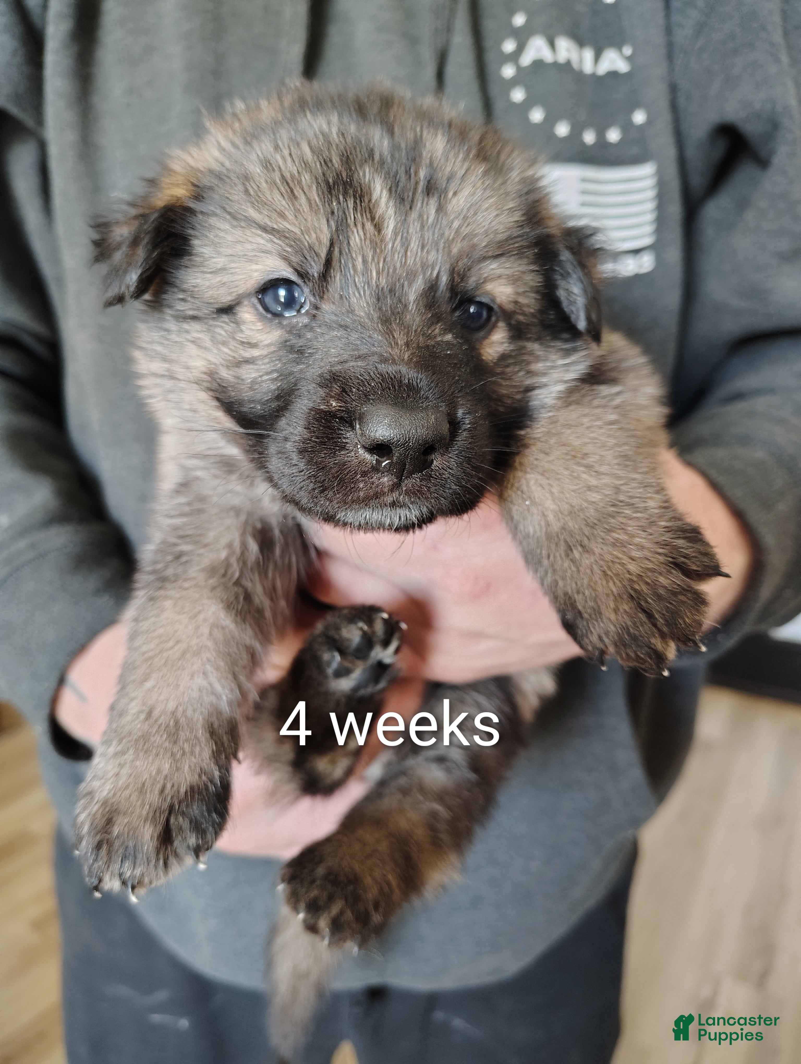 German Shepherd dogs Opie - Ad 1