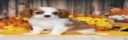 Cavalier King Charles Spaniel dogs for sale: Kai - Ad 3