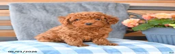 Miniature Poodle dogs for sale: Max - Ad 1