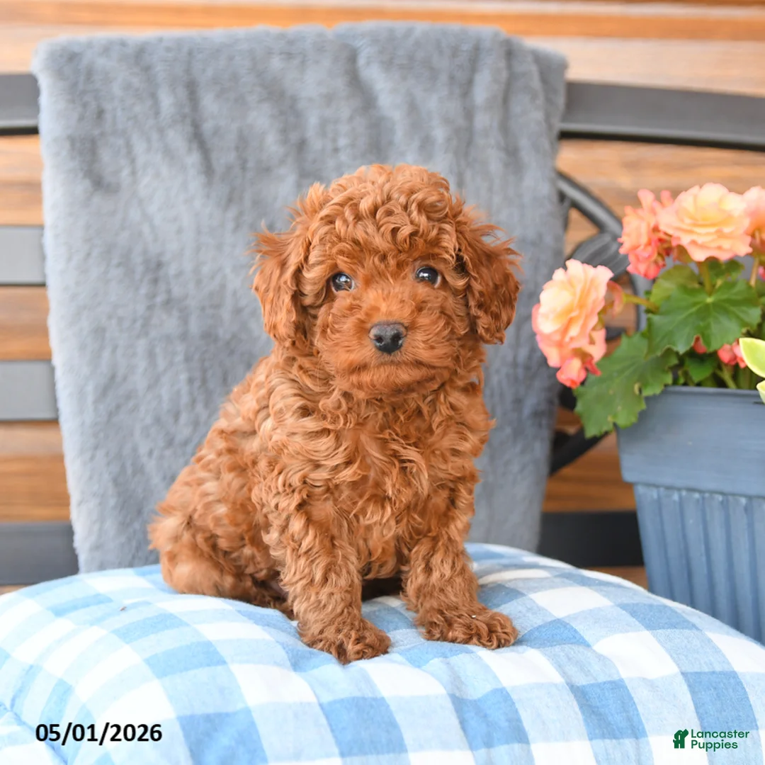 Miniature Poodle dogs for sale: Max - Ad 1