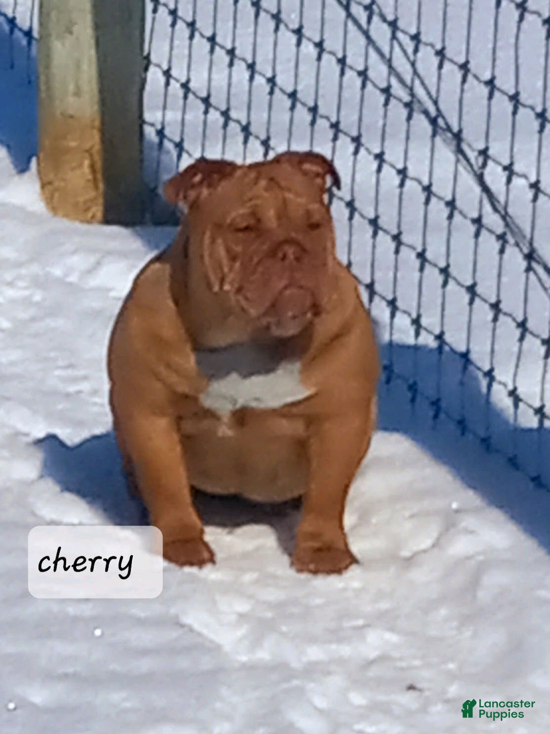 English Bulldog dogs for sale: Kendra - Ad 10