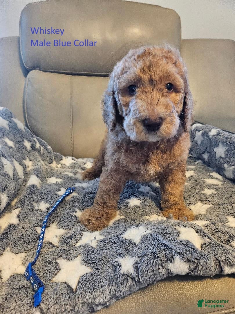 Goldendoodle dogs Goldendoodle Puppy 3 - Ad 25
