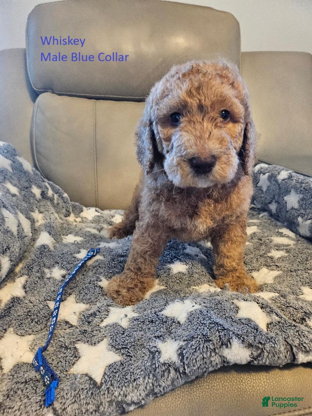 Goldendoodle dogs for sale: Goldendoodle Puppy 3 - Ad 1
