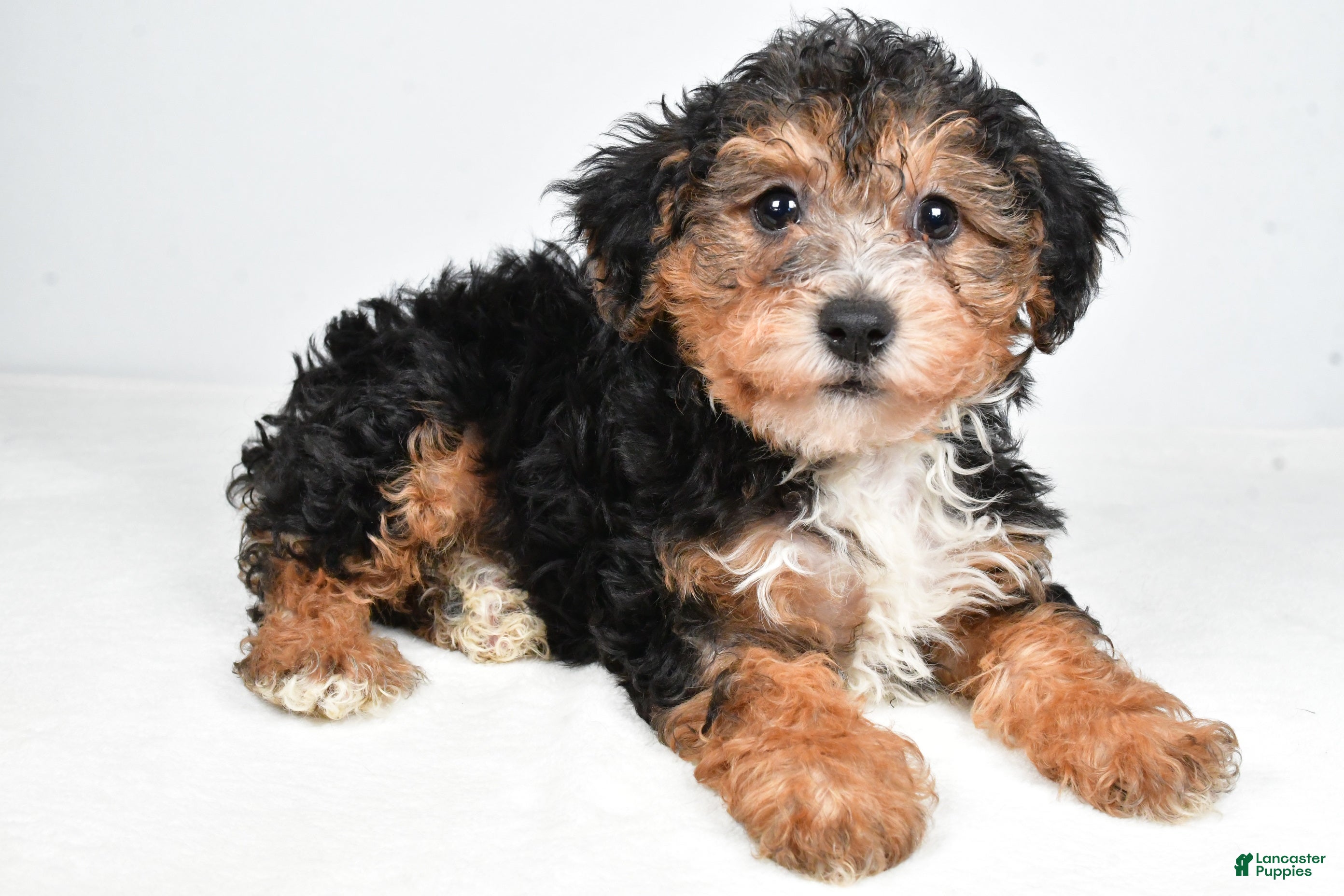Yorkiepoo dogs Gary - Ad 2