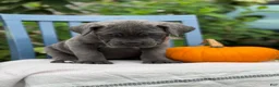 Cane Corso dogs for sale: Darcy - Ad 9
