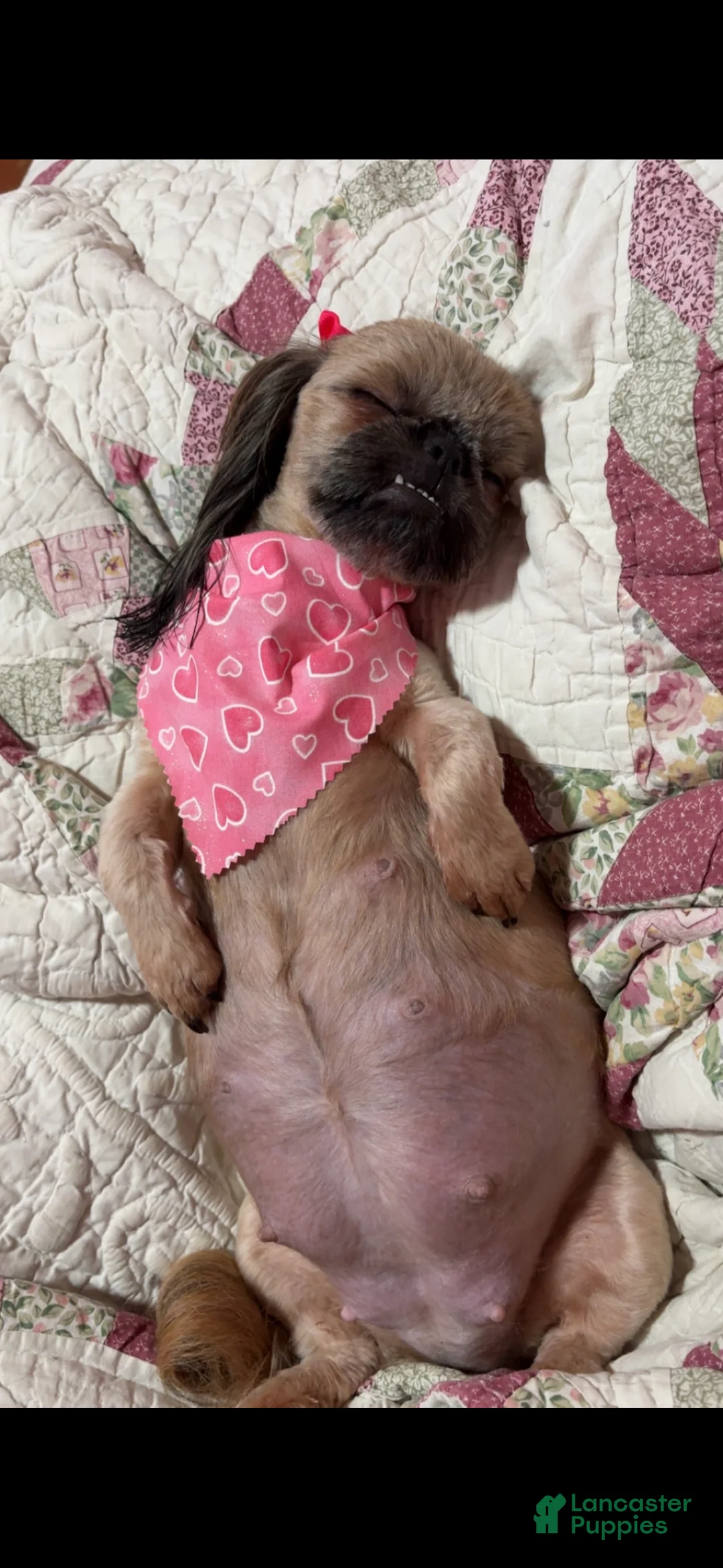 Shih Tzu dogs for sale: Scuttle - Ad 6